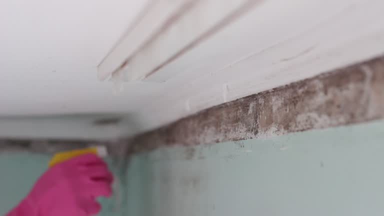 Best Black Mold Removal  in Farmingdale, NJ